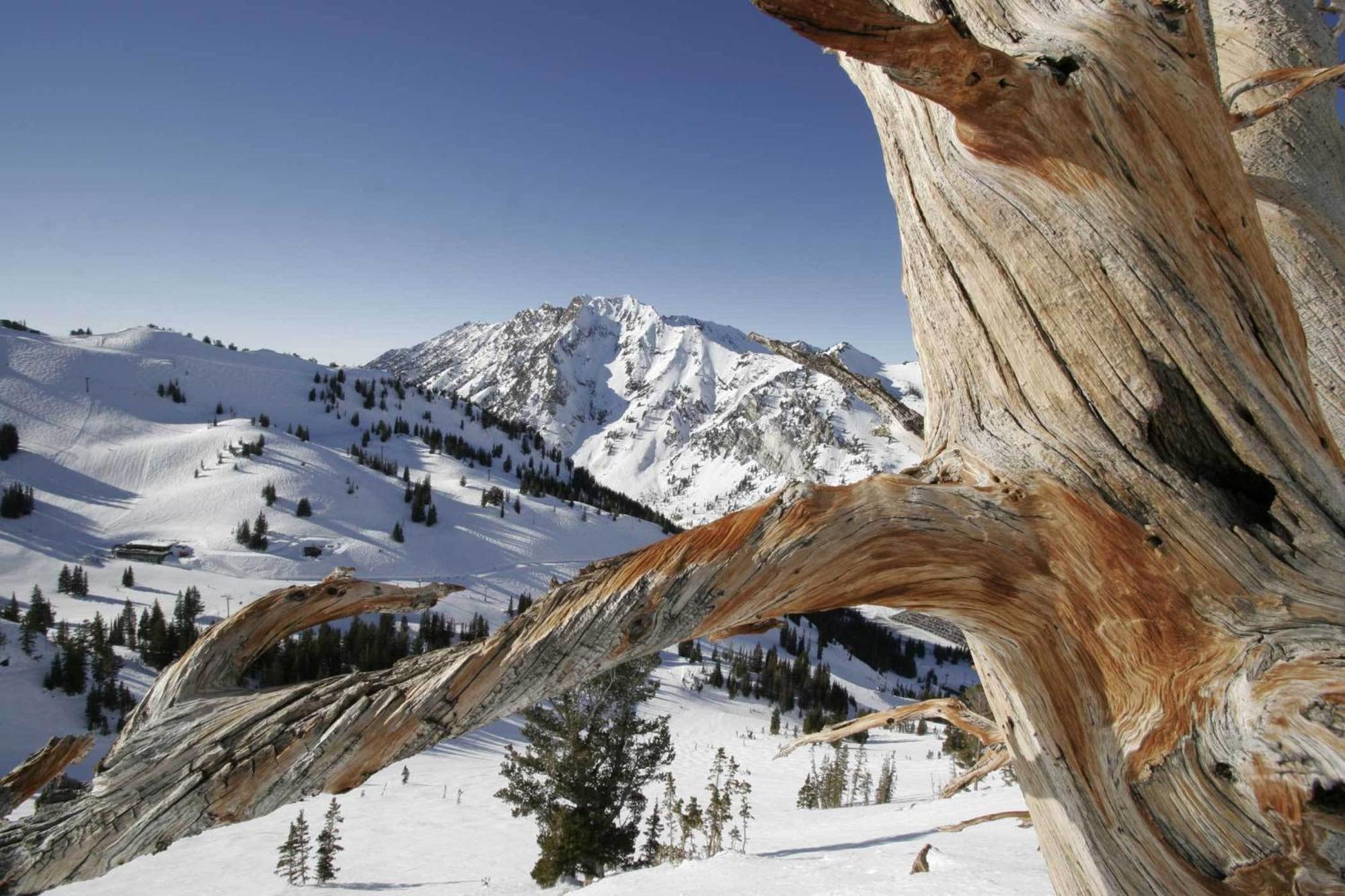 Alta'S Rustler Lodge Екстериор снимка